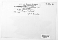 Triphragmium ulmariae image